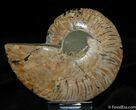 Jaw Dropping Cleoniceras Ammonite (Half) #371-1